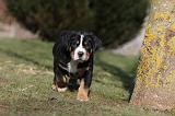 GRAND BOUVIER SUISSE 052